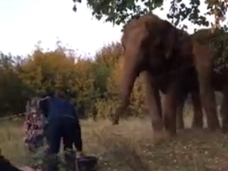Слоны гуляли вдоль трассы в Кстовском районе