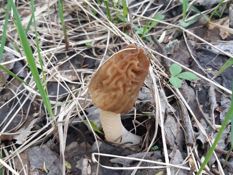 Image for Первые грибы пошли в Нижегородской области