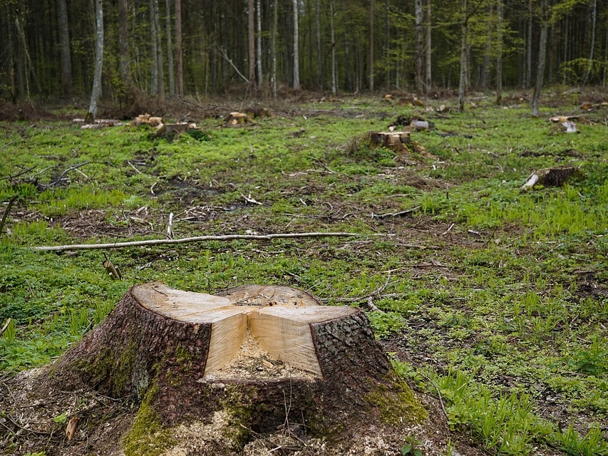 Нижегородец получил почти год тюрьмы за порубку пяти деревьев