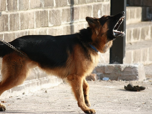 Image for Служба отлова не обнаружила агрессивных собак у ТЦ «Сити» в Канавине