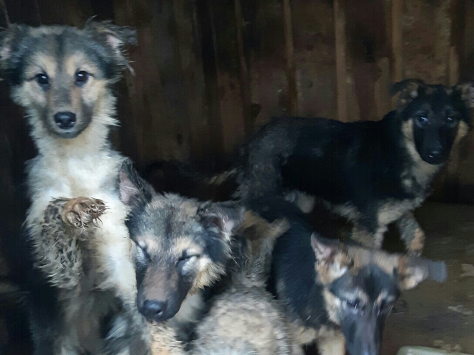 Image for Нижегородка собирает деньги на концлагерь для собак