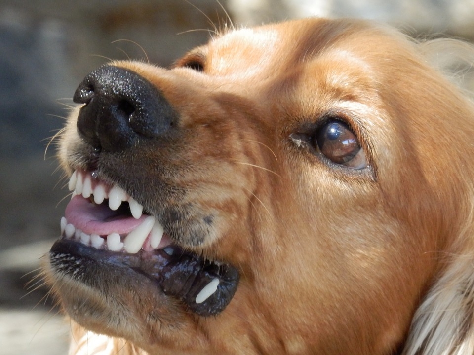 269 нижегородцев пострадали из-за собачьих укусов в 2019 году
