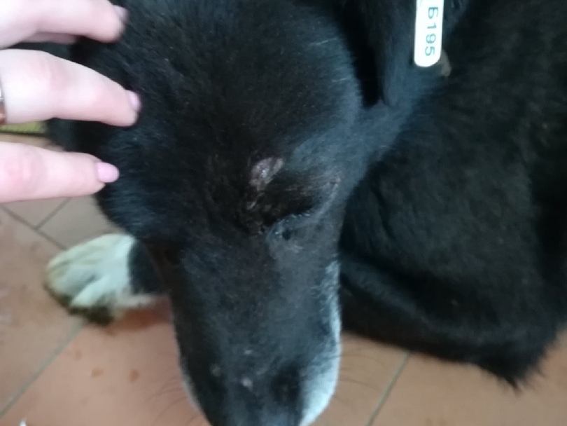 В Арзамасском районе местные жители повесили и избили собаку на глазах у детей