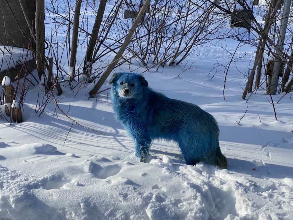 Росприроднадзор проведет проверку из-за синих собак в Дзержинске