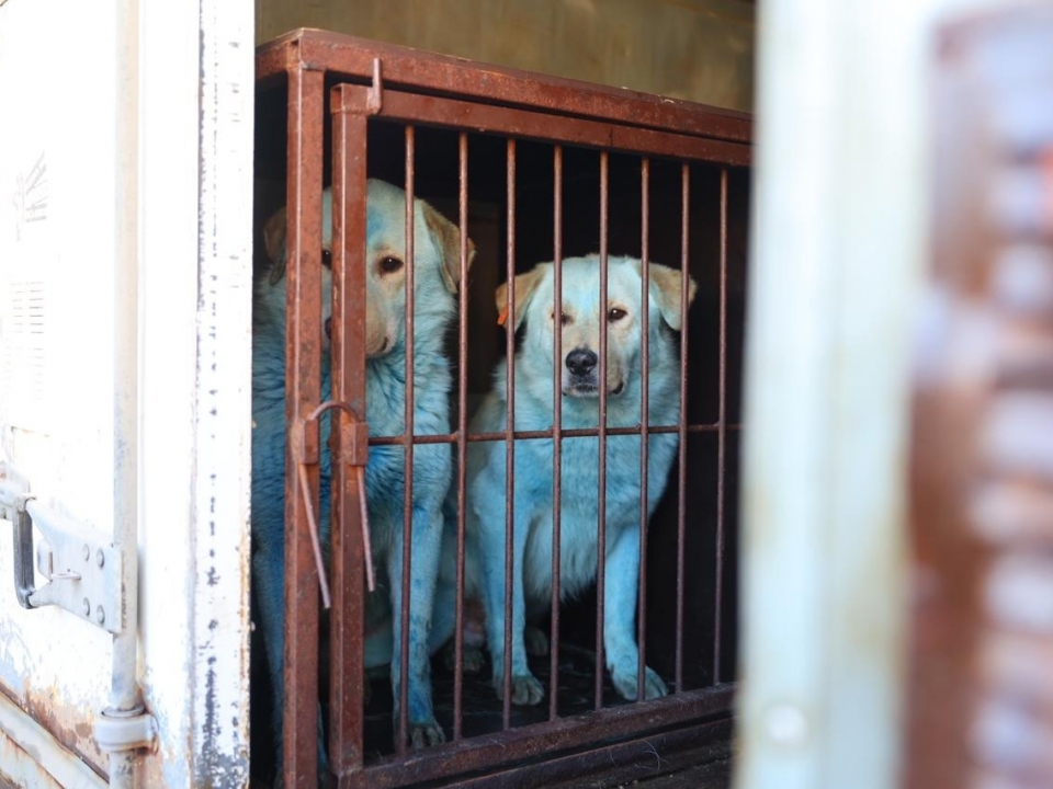 Две синих собаки из Дзержинска обрели новый дом