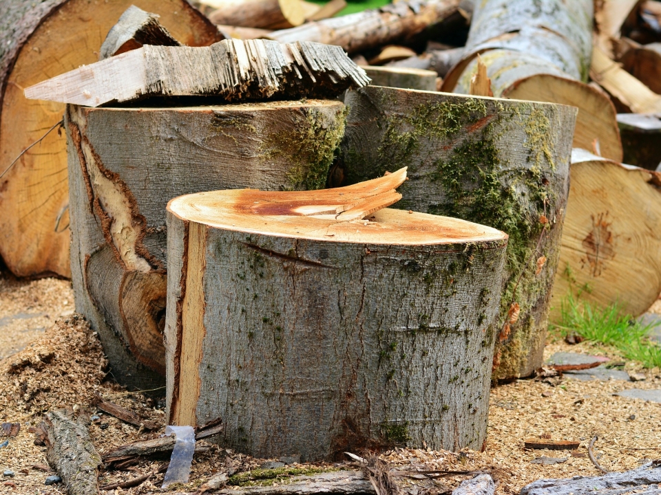 Image for Нижегородец незаконно спилил сосну на дрова в баню
