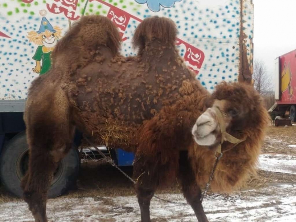 Image for Нижегородцы спасли двух верблюдиц из закрывшегося передвижного цирка