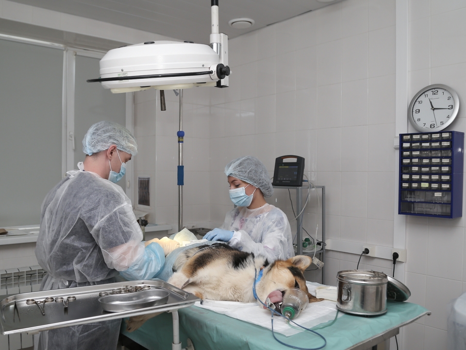 Image for Бесплатная стерилизация домашних животных стартует в Нижнем Новгороде