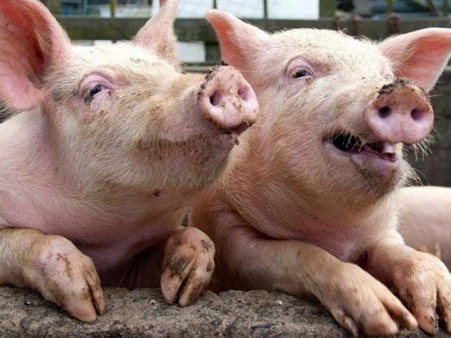 Два свинокомплекса построят в Нижегородской области в 2021 году
