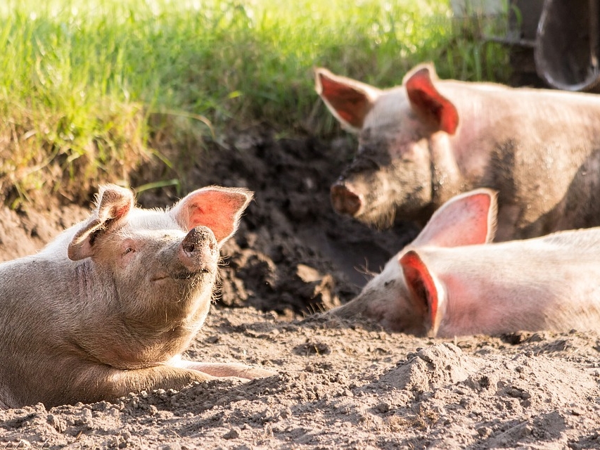 Очаг африканской чумы свиней локализован в Нижегородской области