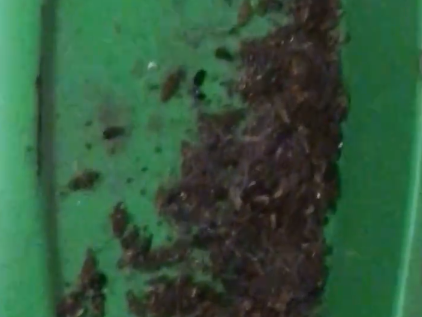 Полчища тараканов выживают из дома жителей улицы Усилова