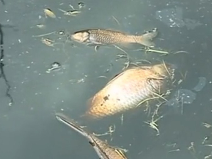 Image for Вонь и кучу мертвой рыбы обнаружили в озере под Кстово