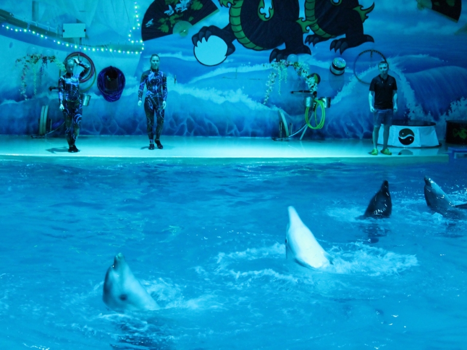 Нижегородский дельфинарий просит у Никитина разрешение на открытие