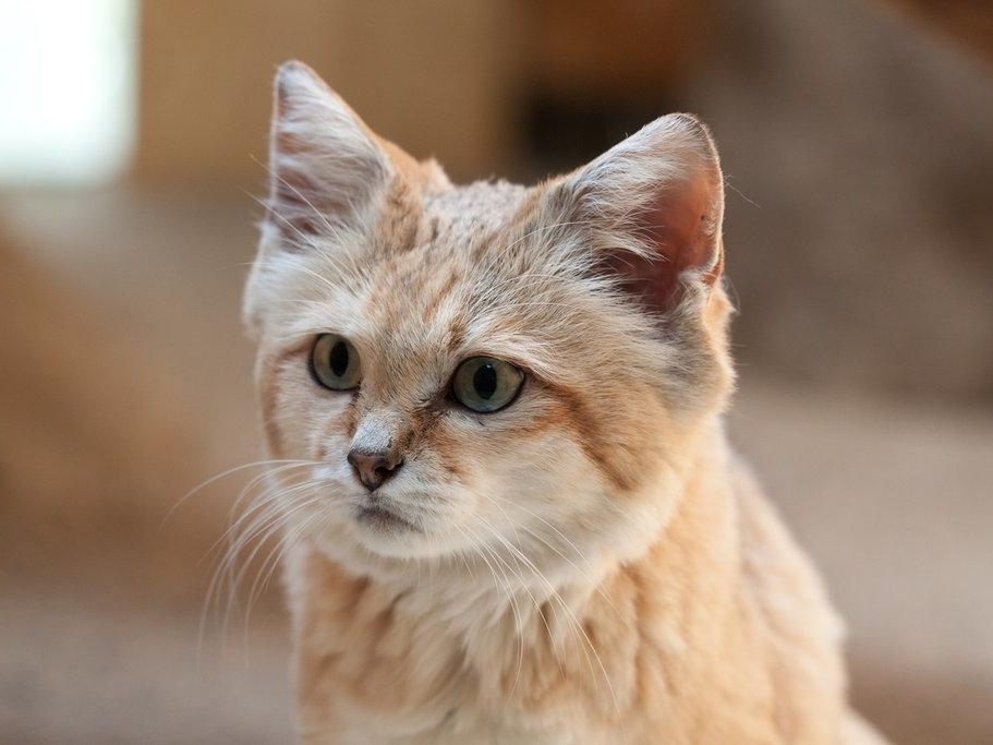 В зоопарк Новосибирска привезли барханную кошку из Франции