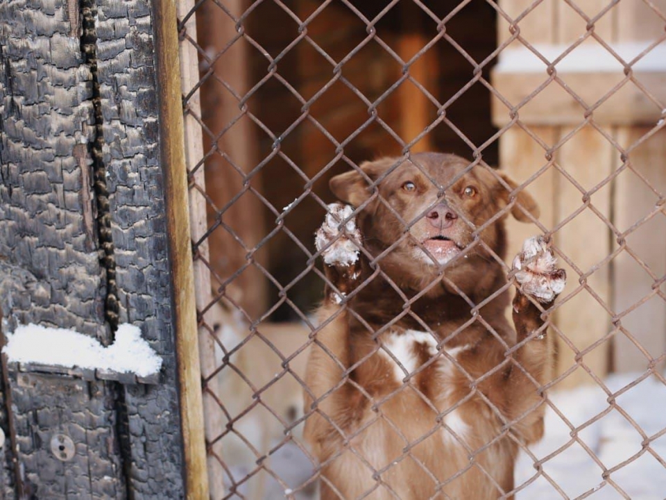 Волонтеры продолжают восстановление приюта для собак «Верность»