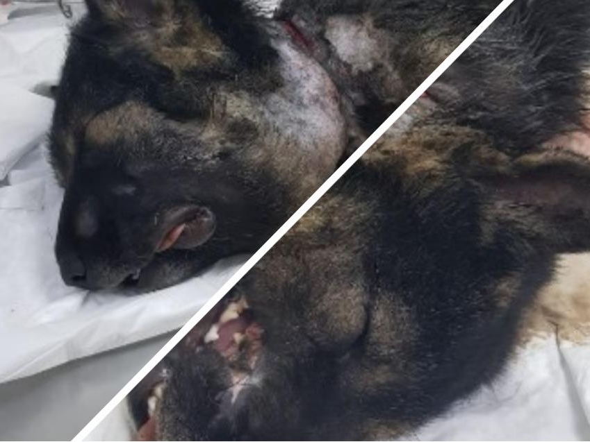Зоозащитники спасают пса с раной от железного троса на шее