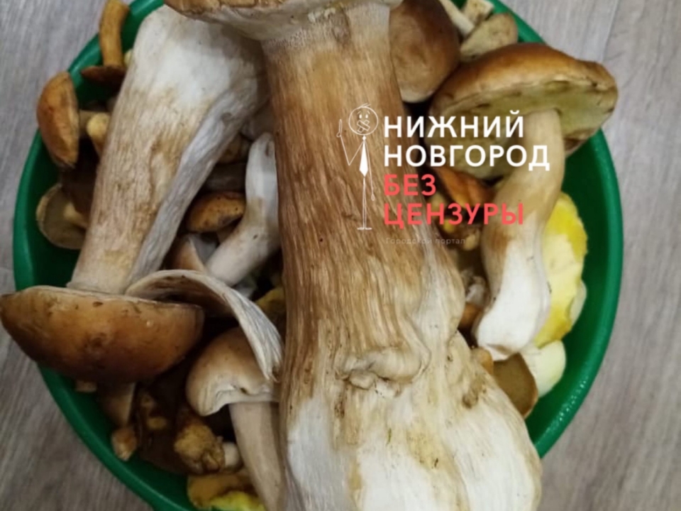 Image for Нижегородцы похвастались найденным в лесу грибом-гигантом