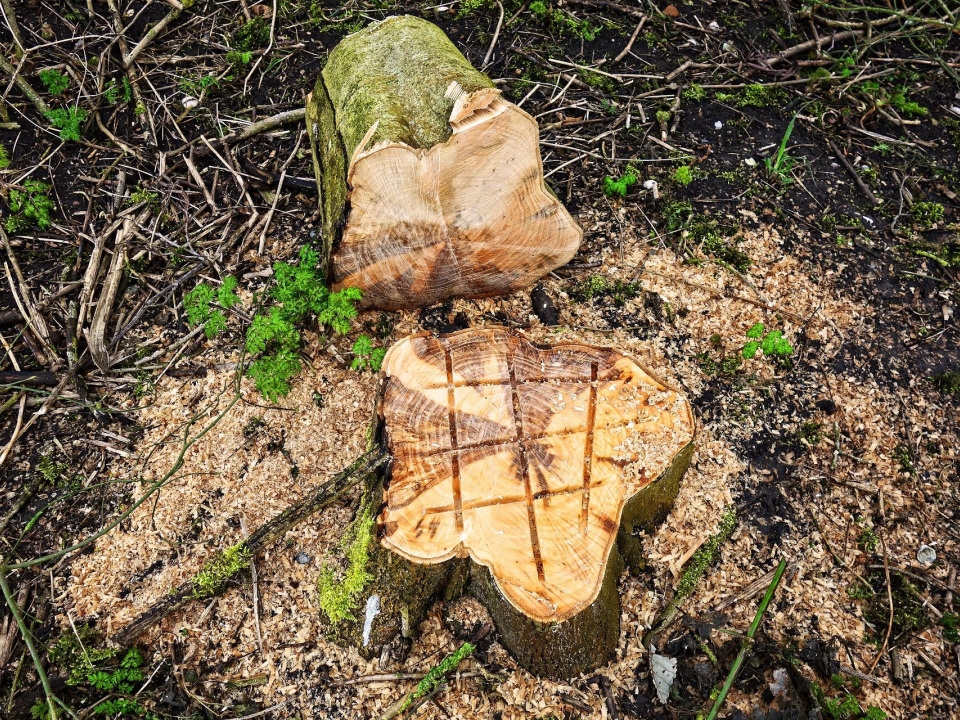 Image for Нижегородцы пожаловались мэру на свалки из спиленных деревьев