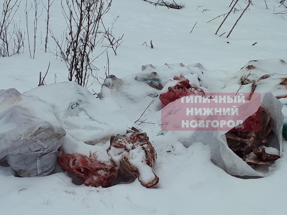 Image for Останки трупов животных разбрасывают неизвестные в Нижегородской области