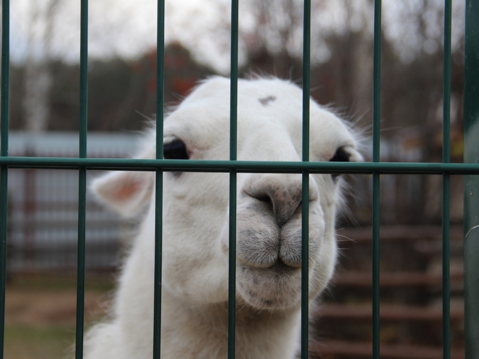 Image for Зоопарк «Лимпопо» выделил 300 тысяч рублей на помощь животным Украины и Донбасса