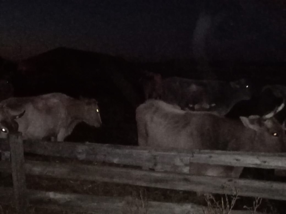 Image for 100 коров эвакуировали из-за пожара на ферме в Нижегородской области