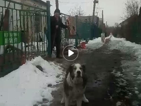 Хозяева конюшни-концлагеря в Дзержинске натравили на волонтеров собак