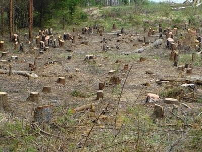Image for В Сормово вырубят более 150 деревьев для снижения пожароопасности