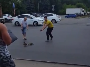 Image for Видео дня: нижегородские водители помогают утке с утятами перейти дорогу