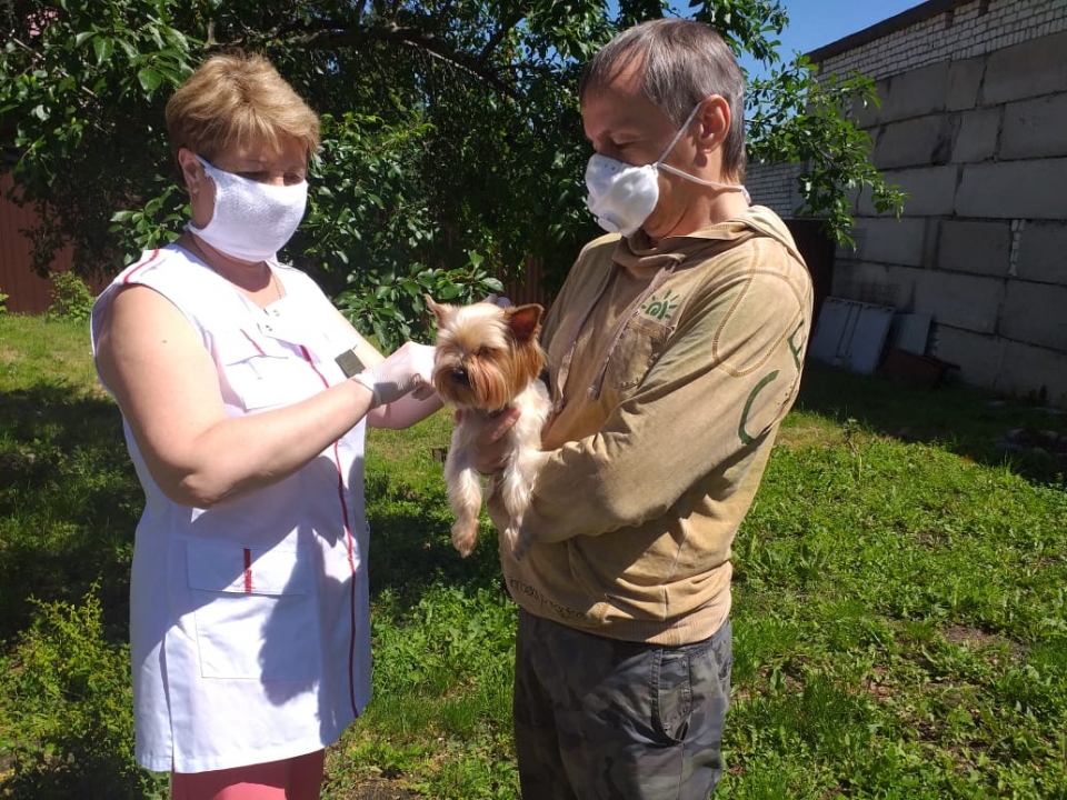 Image for Нижегородцы смогут бесплатно привить своих питомцев