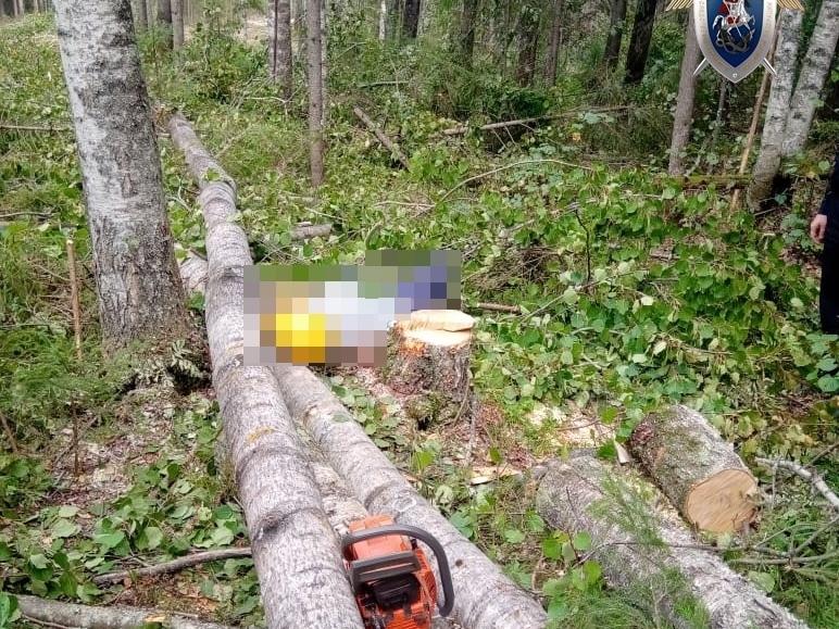 В Тоншаевском районе мужчина погиб во время валки леса