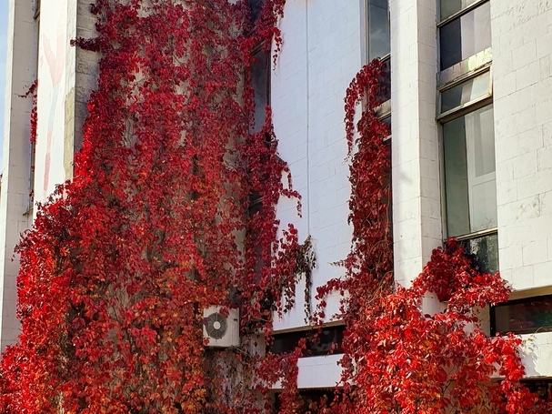 Image for Фото дня: девичий виноград обвил стену нижегородского бизнес-центра