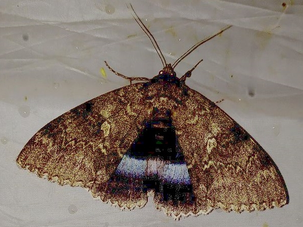 Image for Огромную бабочку-ленточницу обнаружили в Керженском заповеднике