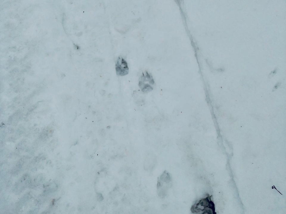 Image for Волки обнаружены в населенных пунктах в Шахунском районе