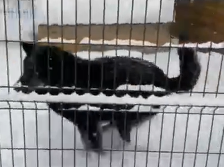 Image for Нижегородцы дали имена восьмерым волкам зоопарка в Балахне 