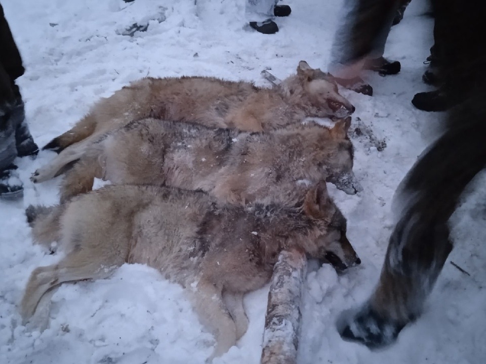 Image for Стая волков загрызла 20 собак в деревнях Уренского района