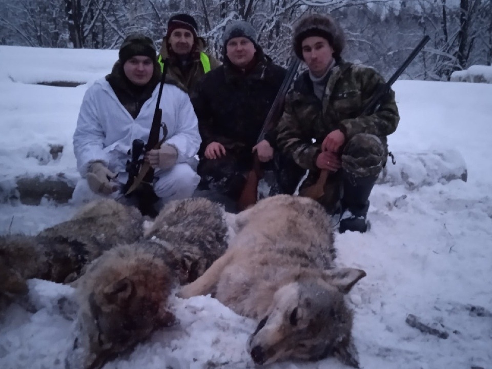 Image for За каждого убитого волка охотникам в Уренском районе выплатят по 5000 рублей