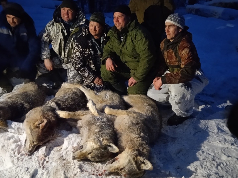 Image for 86 охотников забили стаю волков в Уренском районе