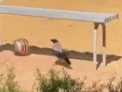 Image for Видео дня: ворона на Мещере гоняет мяч
