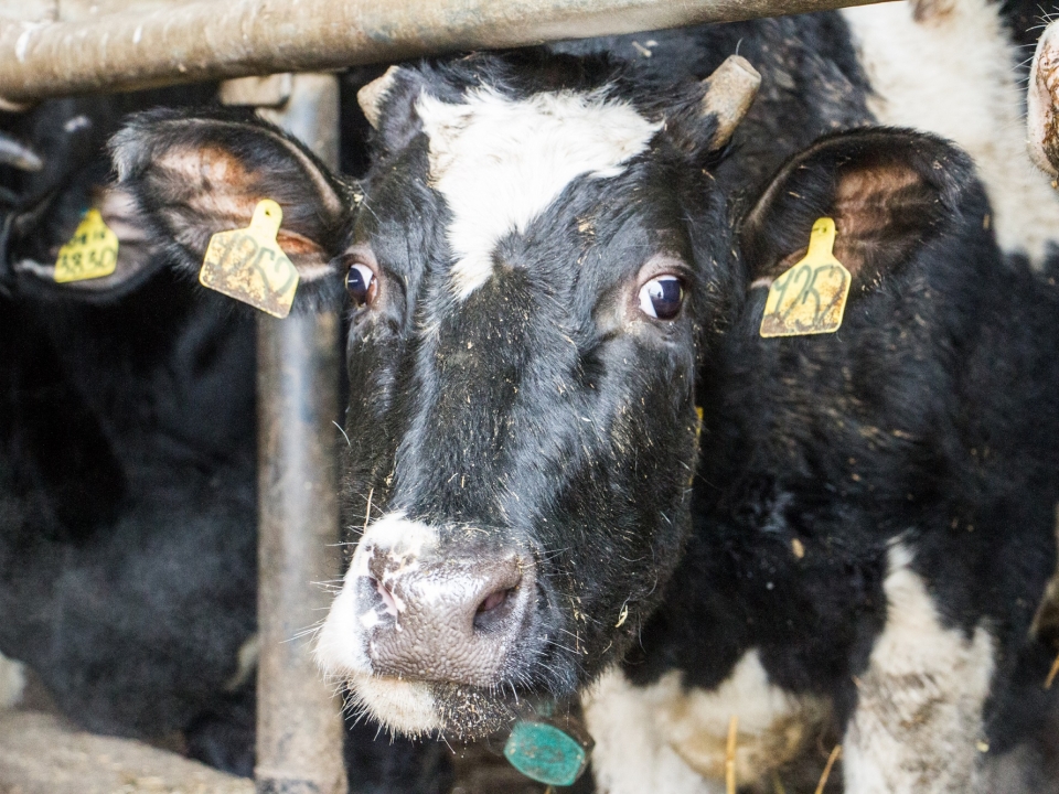 МТС разработала систему цифрового управления молочной фермой на основе IoT-датчиков для коров