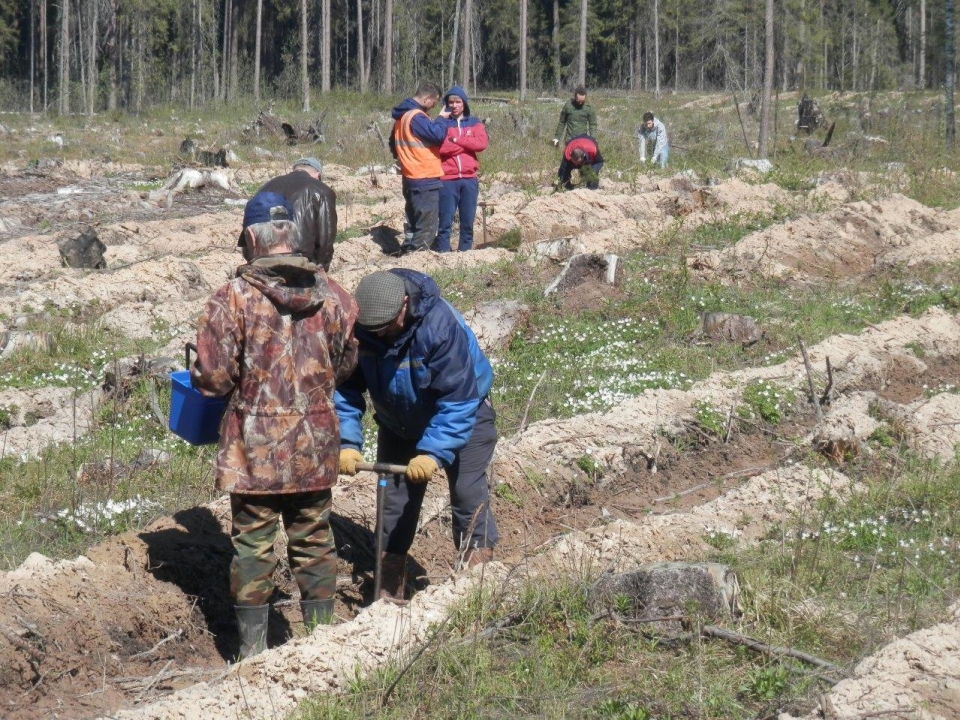 Image for Более 38 тысяч деревьев и кустарников высадили работники ГЖД в 2019 году