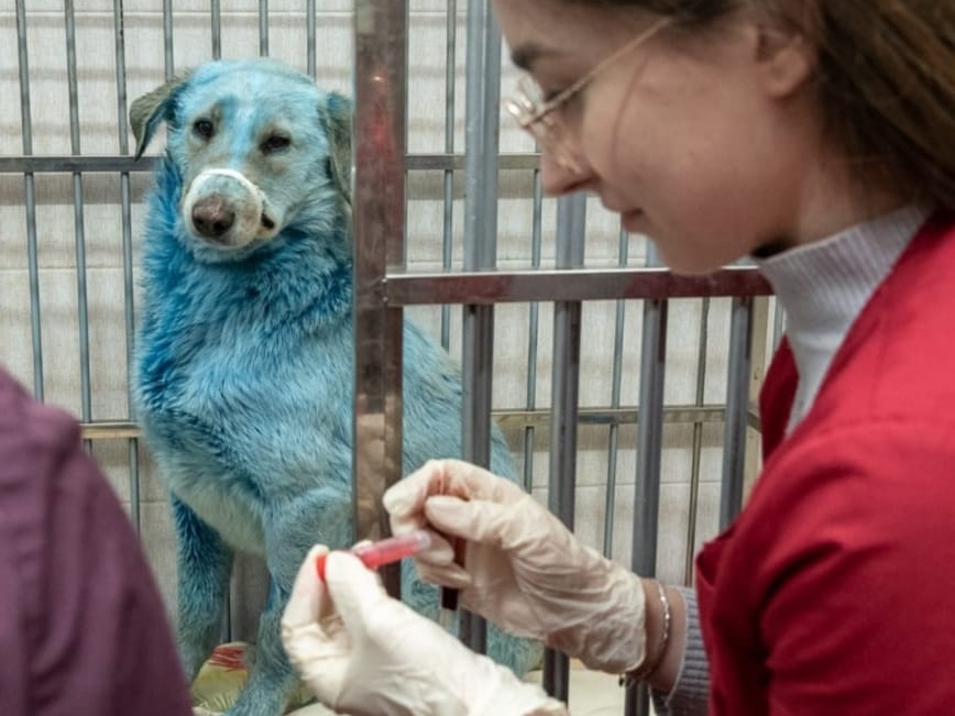 Стали известны результаты анализов синих собак из Дзержинска