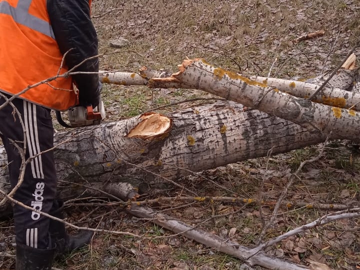 Image for  Сильный ветер повалил 15 деревьев и столбов в Нижнем Новгороде в ночь на 1 декабря