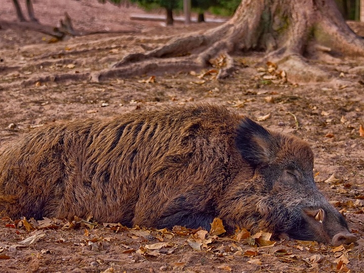 В трёх районах Нижегородской области обнаружен вирус африканской чумы свиней