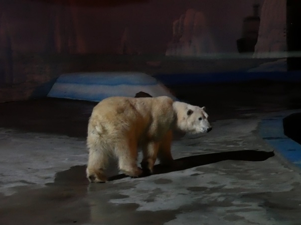 Image for Медведица Аяна, спасенная рыбаками в Якутии, поселилась в зоопарке 
