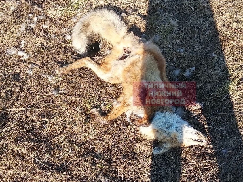 Image for Полиция ищет нижегородских живодеров, убивающих собак и отрезающих им органы