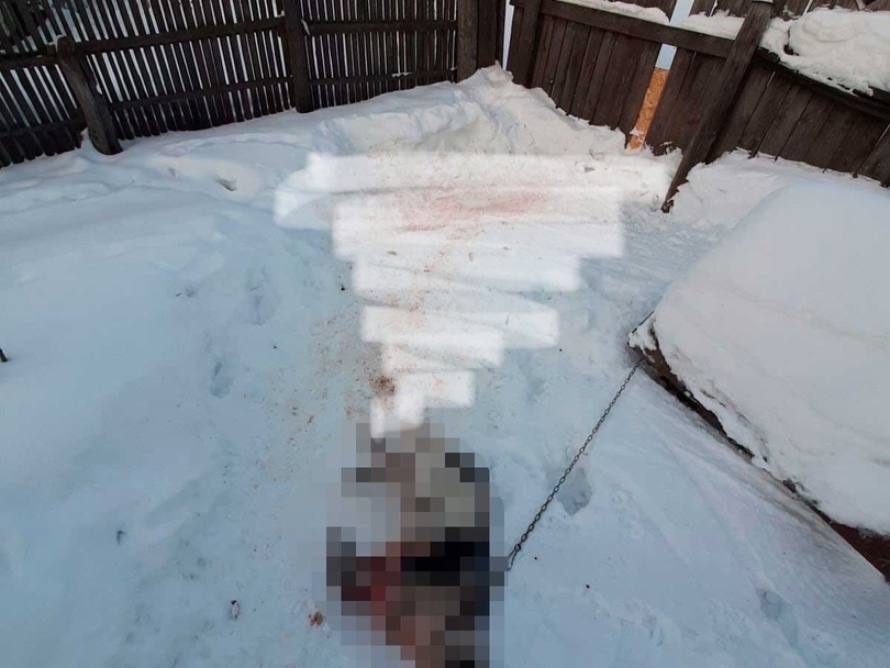 Image for Полиция проверит факт нападения бойцовских псов в Володарском районе