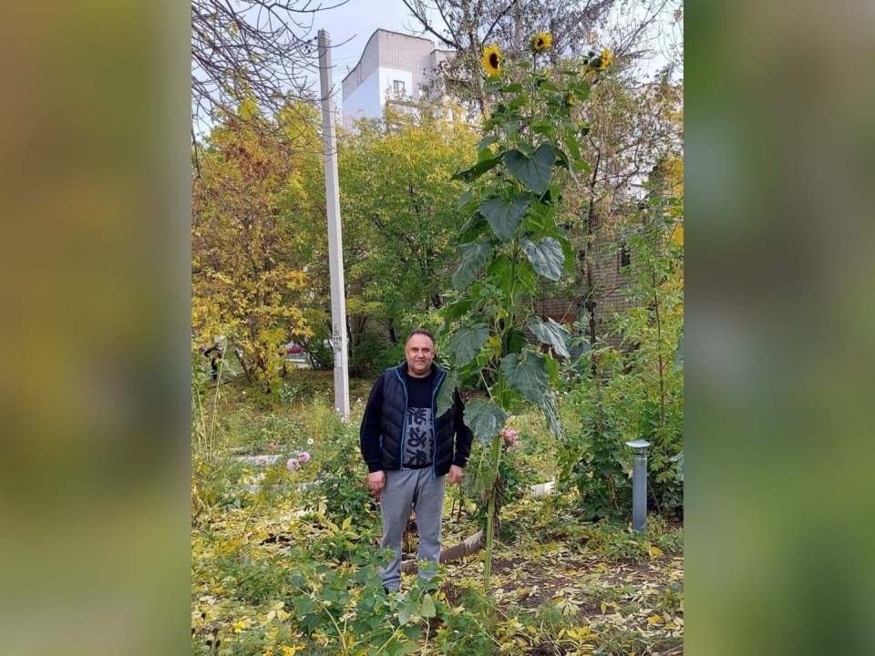 Image for Подсолнух высотой в четыре метра вырос в Дзержинске