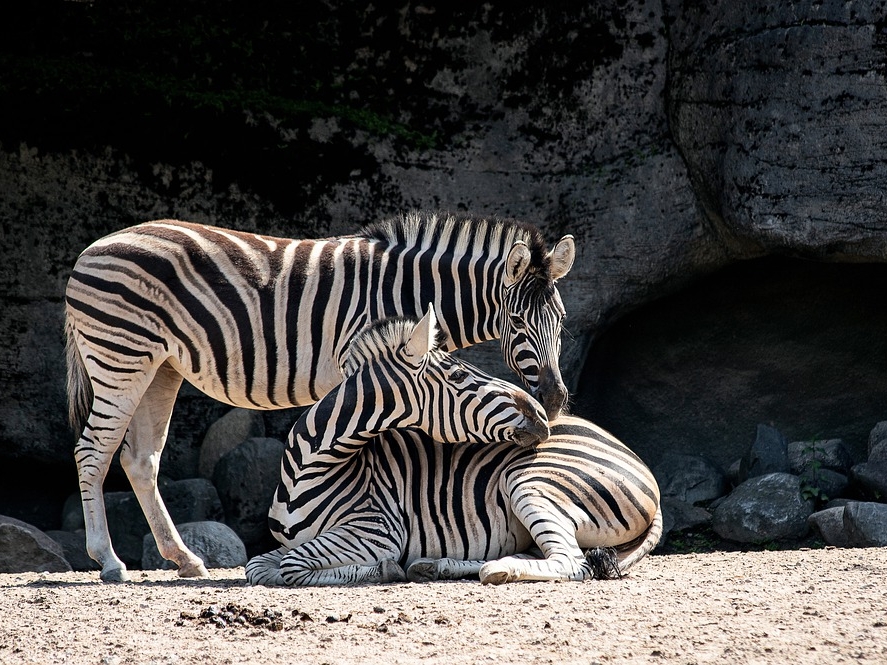 Image for Ученые выяснили, почему зебры полосатые