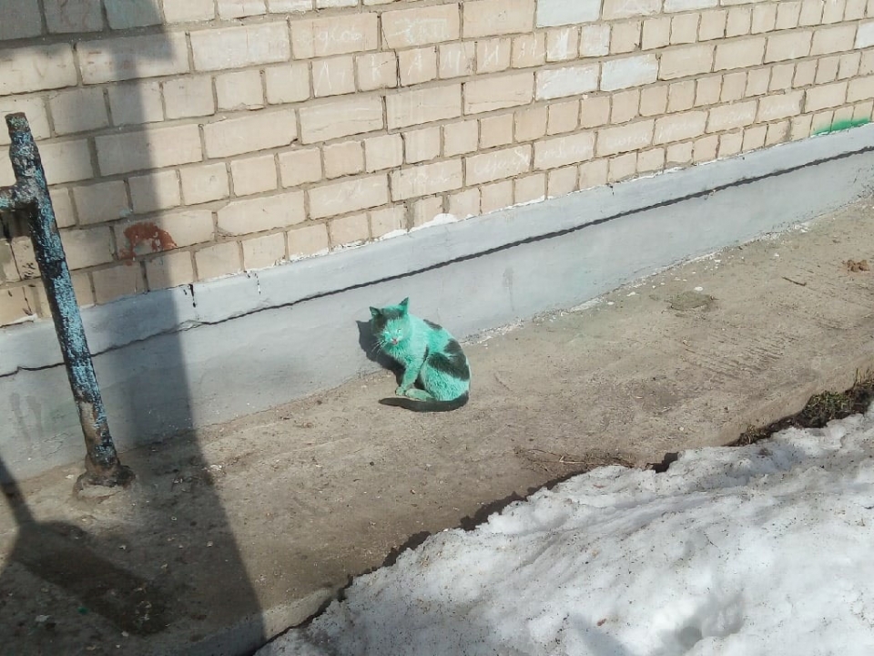 Кота с зеленой шерстью заметили в Дзержинске