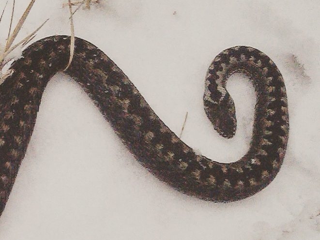 Image for Нижегородцы заметили ползающую по снегу змею